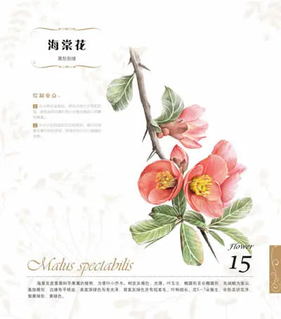 The Natural Beauty Of Flowers Painting Watercolor Color Pencil Textbook Rose, Peony, Daisy Chinese Pencil Drawing Book