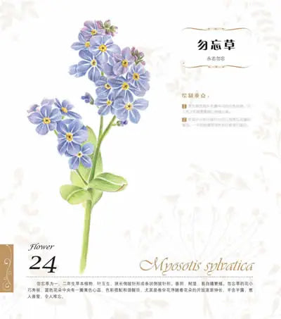 The Natural Beauty Of Flowers Painting Watercolor Color Pencil Textbook Rose, Peony, Daisy Chinese Pencil Drawing Book